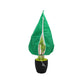 🌨️🌿 Housse d’Hivernage pour Plantes – Non-Tissé 80 g, Respirante et Cordon de Serrage