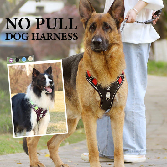 💐50% DE RÉDUCTION ! Harnais anti-traction avec laisse LED – Sécurité maximale pour vos promenades nocturnes 🐕✨【Offre Limitée】