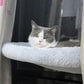 💐60% DE RÉDUCTION ! Lit Suspendu pour Chat avec Ventouses – Laissez-le Profiter du Soleil ☀️😺【Prix Spécial】