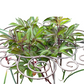 💐50% DE RÉDUCTION ! Support Anti-Chute pour Plantes – Idéal pour Roses & Dahlias 🌹🌿【Qualité Pro】