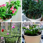 💐50% DE RÉDUCTION ! Anneaux de Croissance Modulables – S’adaptent à toutes vos plantes 🌿🔧【Offre Limitée】