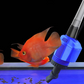 🐠🛒 -50% ! 💧Changeur d’Eau & Nettoyeur de Filtre d’Aquarium – Aspiration Électrique, Filtration Intégrée & Durable